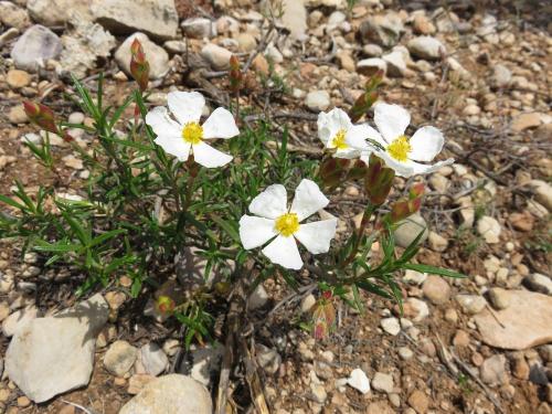 Rock roses