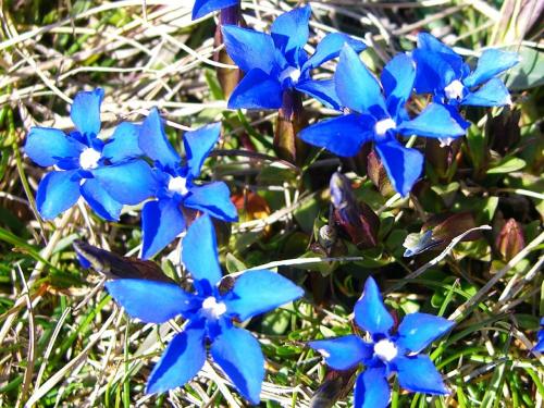 Gentians