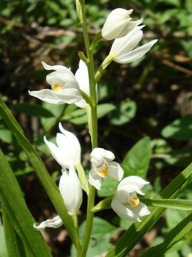 Sword Leaved Helleborine – Cephalanthera Longifolia