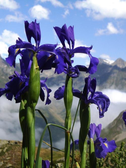 Iris